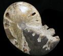 Polished Shloenbacchia Ammonite #35289-2